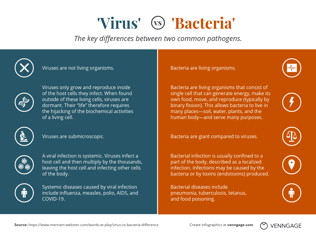 virus vs bacteria comparison infographic two column template