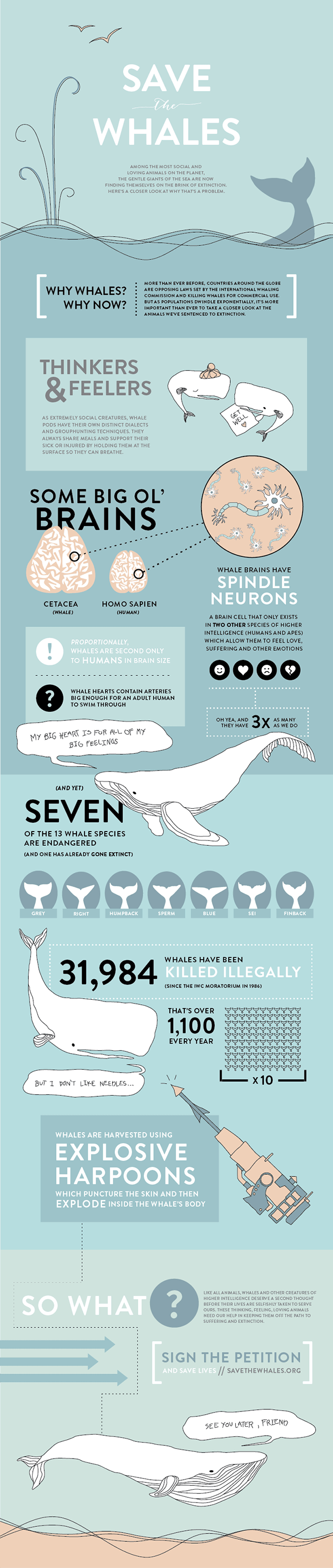 Save the Whales Infographic Design